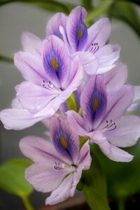 Flowers flower refreshing