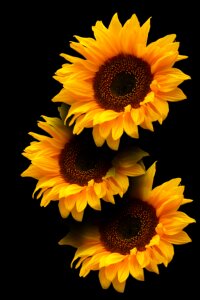 Yellow flower isolated