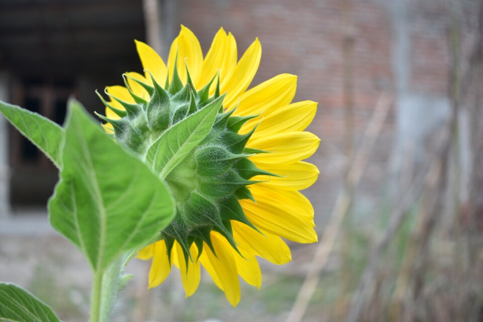 Flower nature blooming