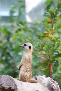 Wild world animal outdoors