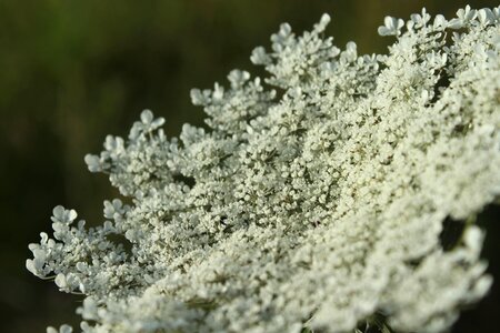 Tiny small close-up photo