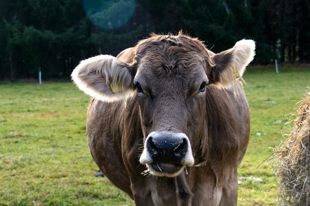 Meadow livestock ruminant