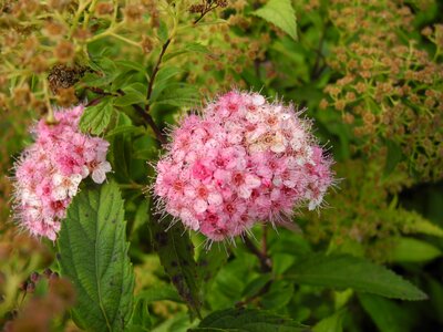 Shades of pink macro nature photo