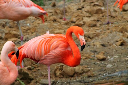 Feather bill flamingo photo