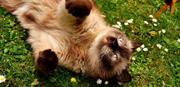 Meadow cat animal world