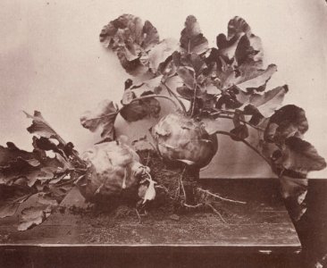 Kotzsch, Carl Friedrich August - Kohlrabi (Zeno Fotografie)