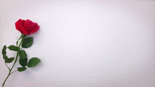 Pattern rose still life