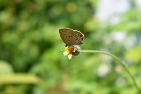 Larva garden animal photo