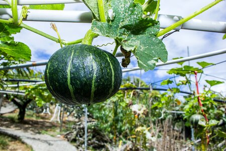 Pumpkin fruit delicious