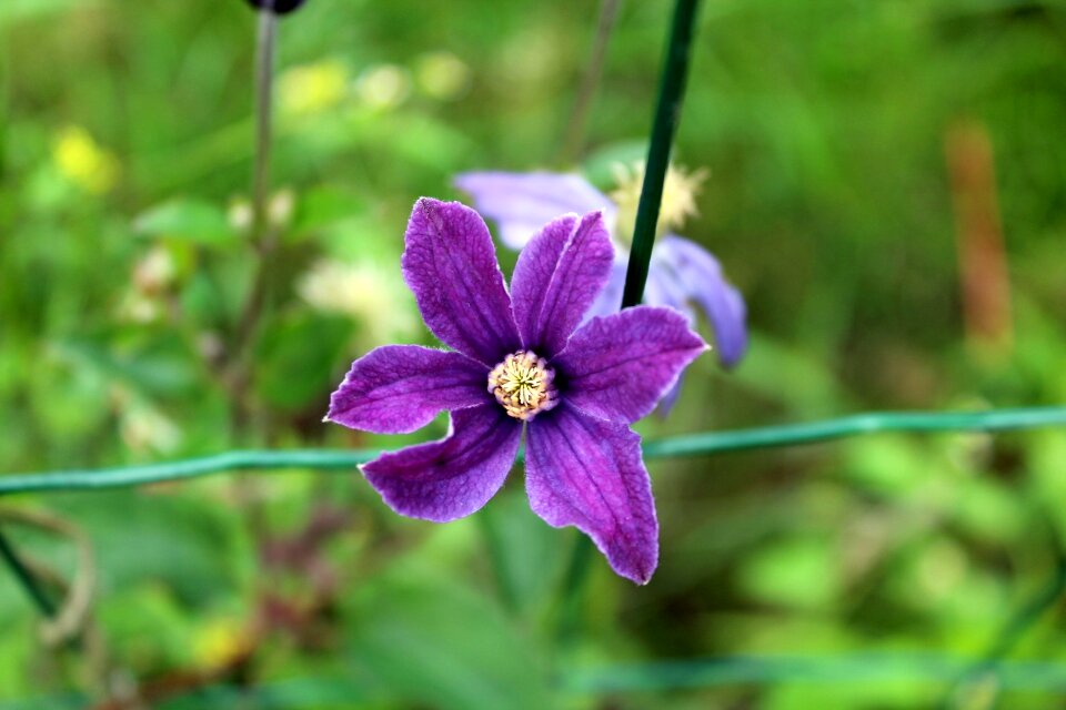 Nature violet the delicacy
