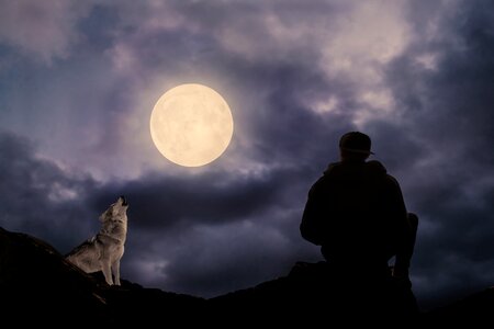 Wolf predator howl