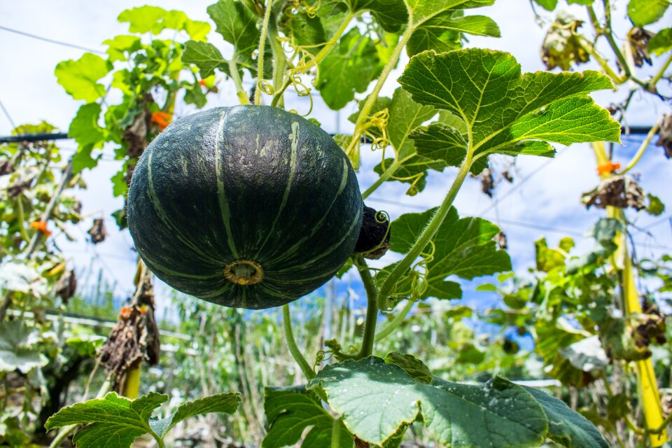 Pumpkin fruit taiwan