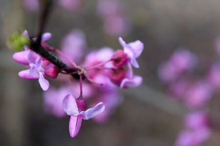 Canon macro close-up photo