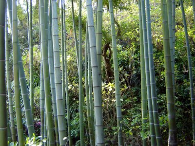 Wood tree bamboo photo