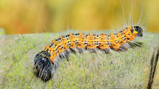 Larva foreground landscape photo