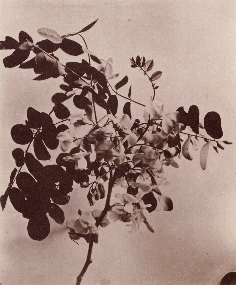 Kotzsch, Carl Friedrich August - Akazienblüten (Zeno Fotografie)