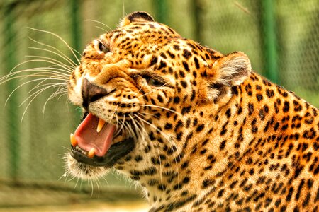 Save leopard nature forest photo
