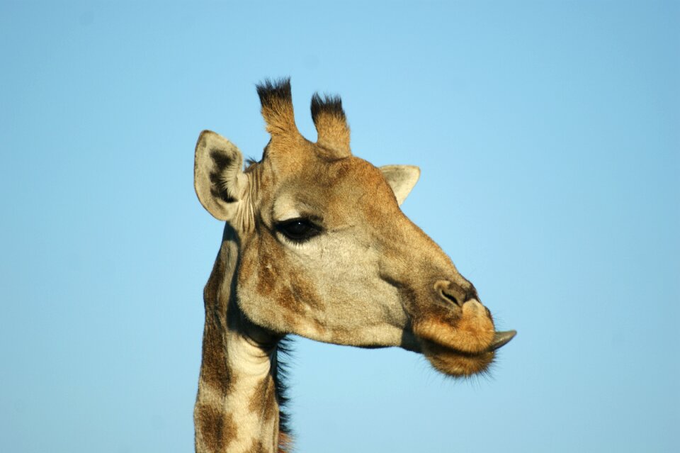 Giraffe tongue africa