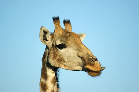 Giraffe tongue africa