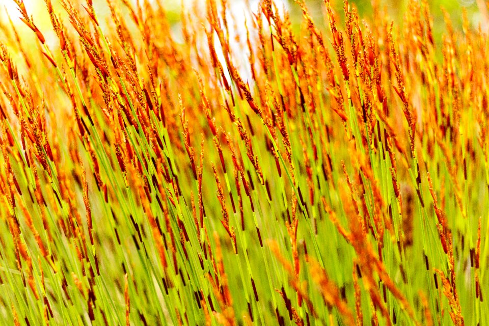 Pattern plant environment