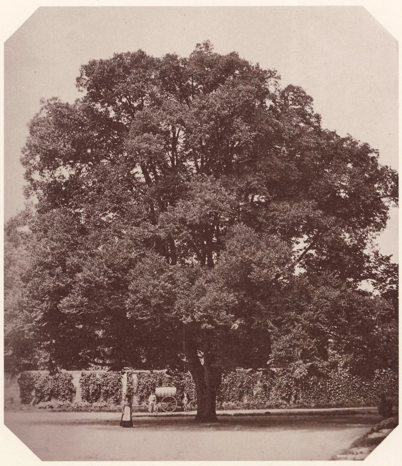 Kotzsch, Carl Friedrich August - Linde in Pillnitz (Zeno Fotografie)