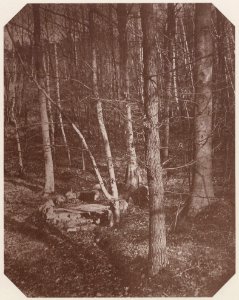 Kotzsch, Carl Friedrich August - Waldstück am Park zu Wachwitz (Zeno Fotografie)