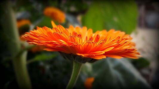 Calendula orange flower close up