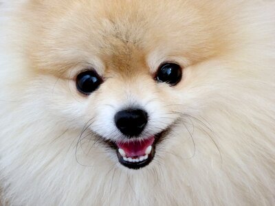 Sweet playful soft