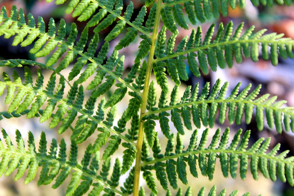 Plant foliage nature