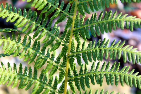 Plant foliage nature