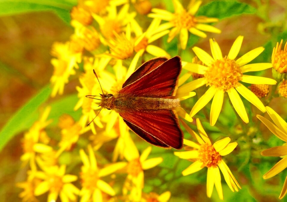 Insect plant butterfly day