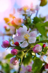 Garden branch wood photo