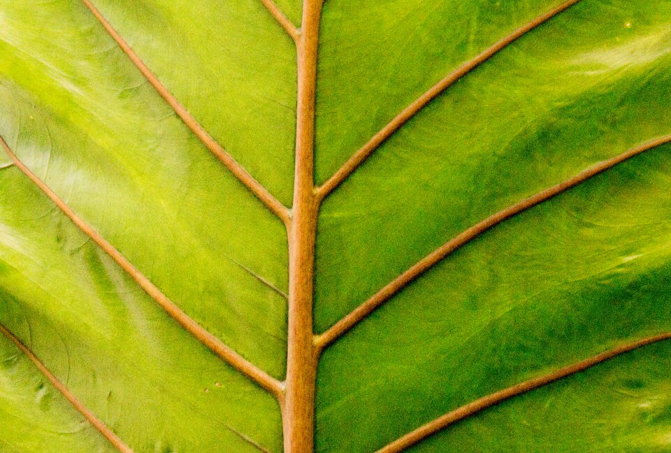 Growth nature environment