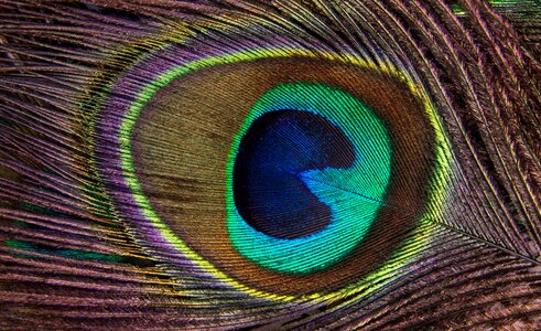 Peacock feather colourful feather macro feather