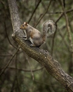 Nature mammal wood photo