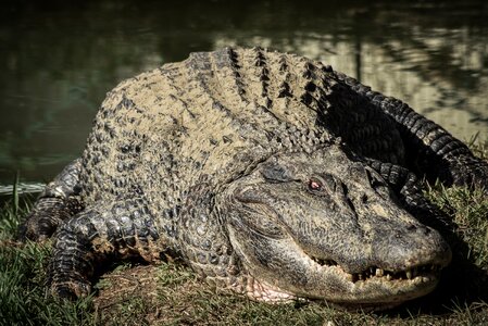 Crocodile alligator animal photo