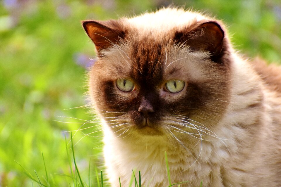 Meadow cat animal world