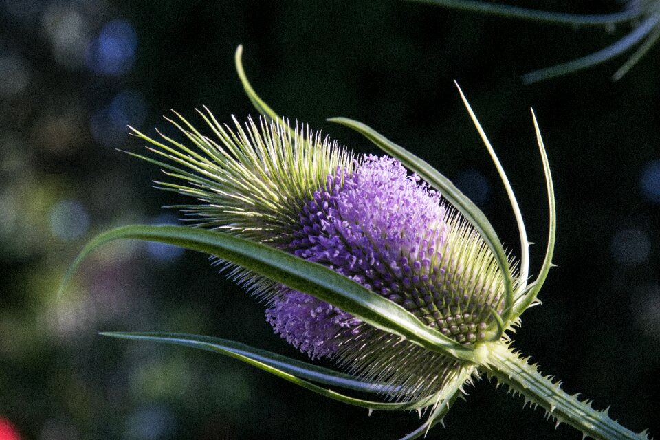 Summer close up thistle
