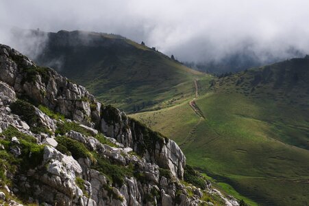 Plants nature landscape photo