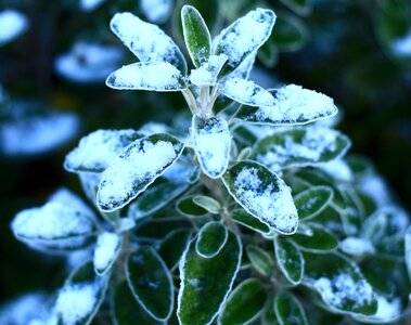 Winter leaf silver photo