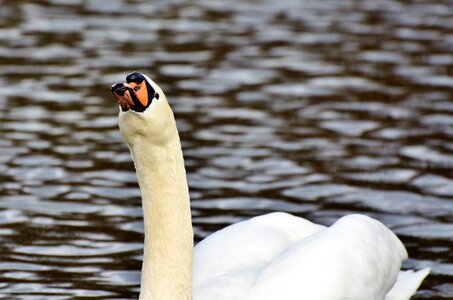 Pride waterfowl bird photo