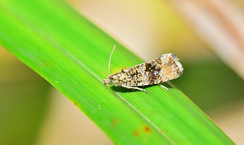 Flying insect animals macro