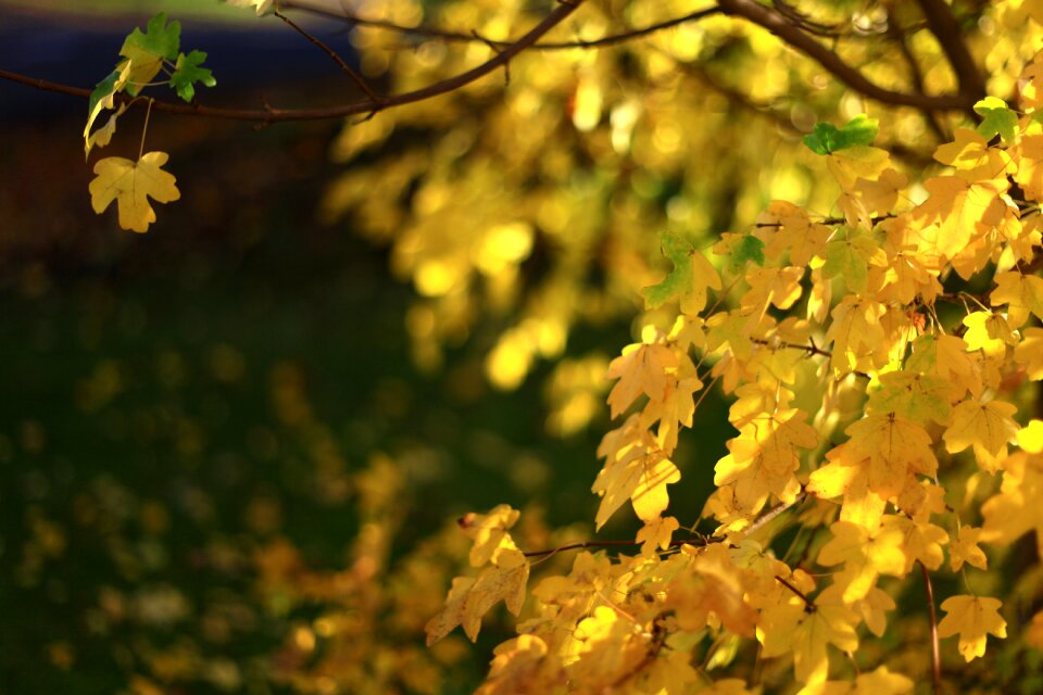 Flora season yellow