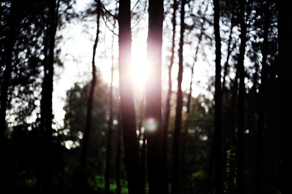 Nature forest sky