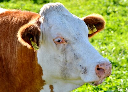 Cattle livestock paarhufer