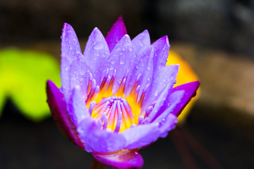 Lotus flower macro water drop on flower