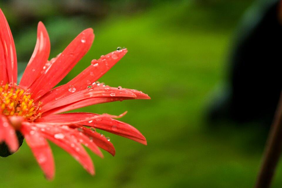 Petal fresh gardening