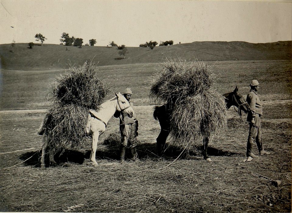 Kriegsalbum 49, Bild 13445 (BildID 15525615)