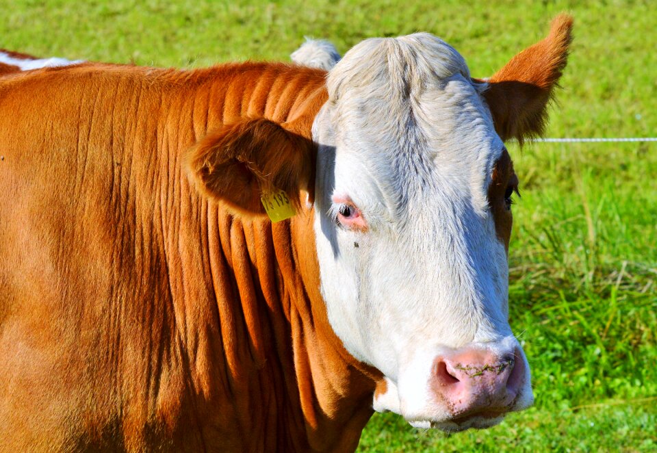 Cattle livestock paarhufer