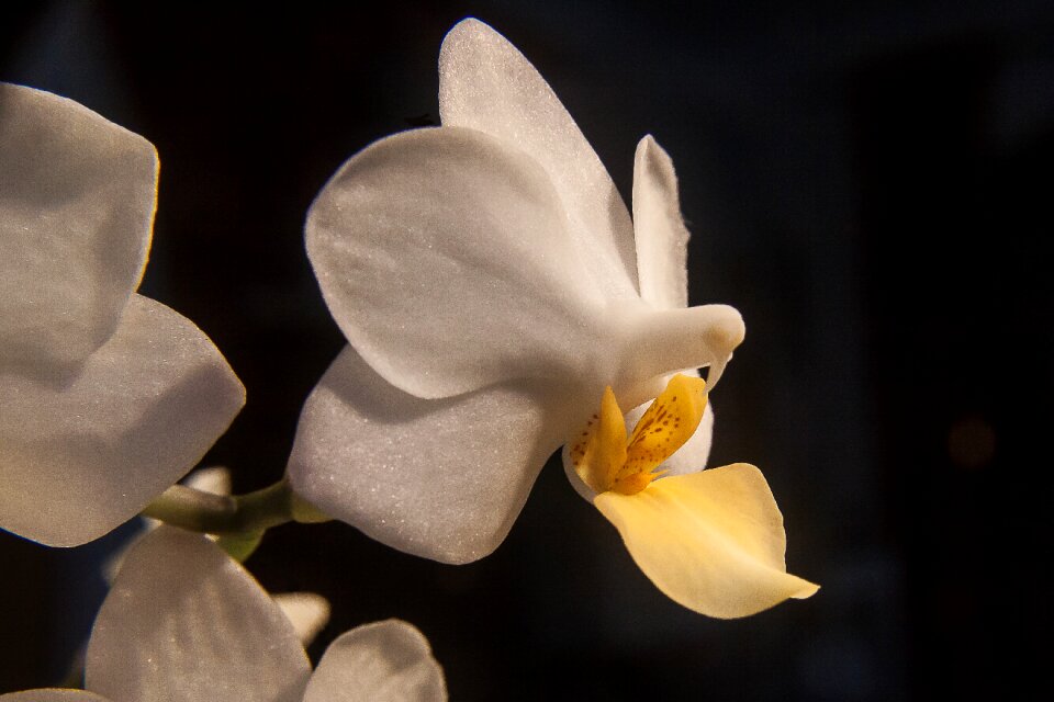 Blossom bloom plant